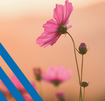 pink flower against blurred background